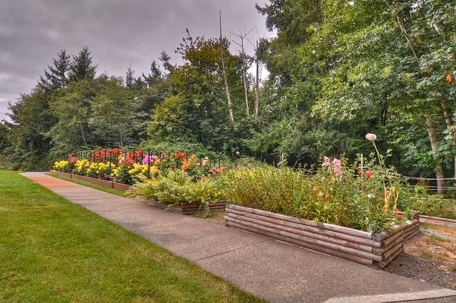 Raised wooden flower beds with colorful blooms line a concrete path beside a grassy lawn and trees under a cloudy sky.