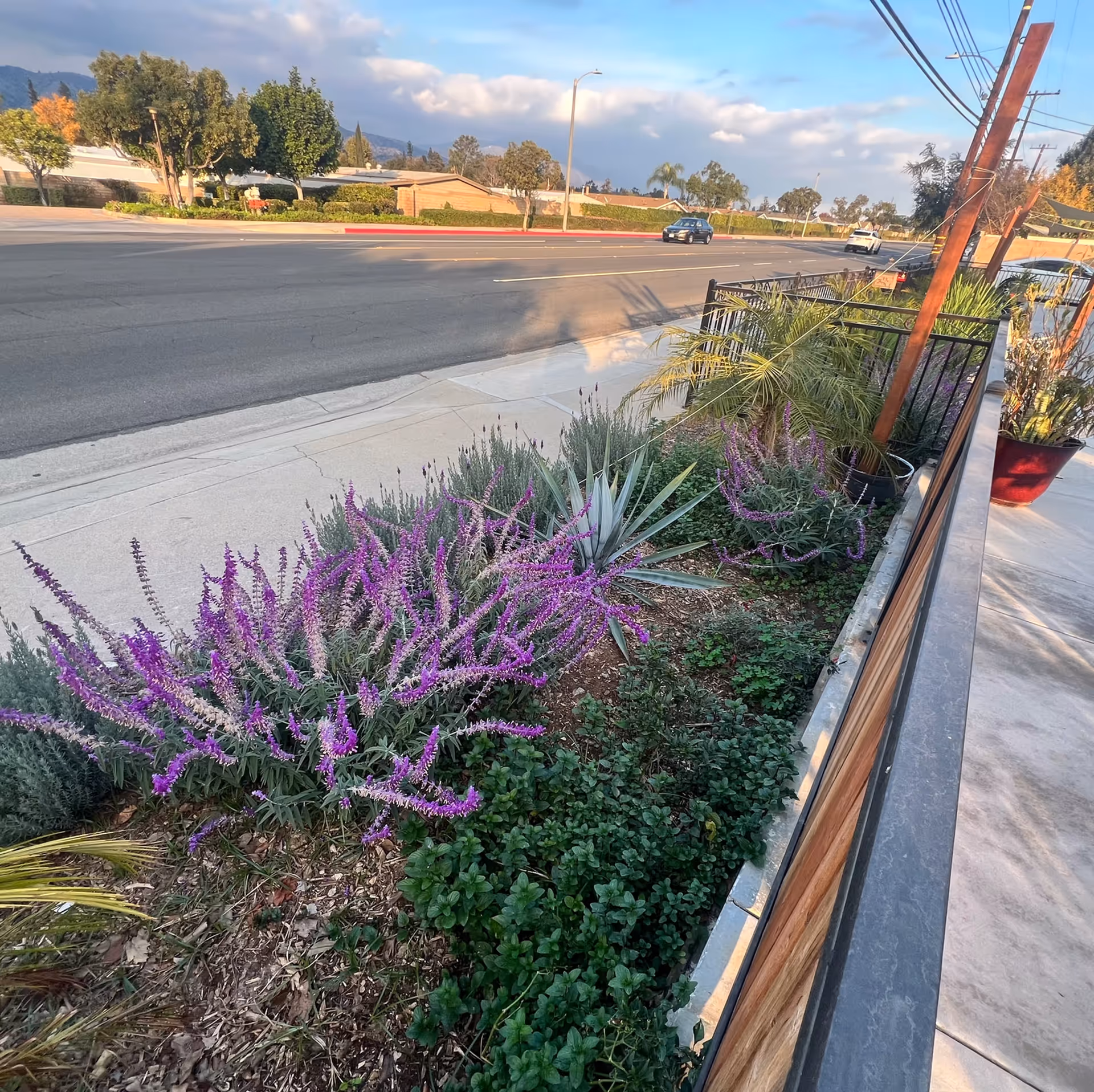 A landscaped garden bed with purple flowering plants, green shrubs, and a small palm tree along a sidewalk next to a street with cars and trees in the background under a partly cloudy sky.