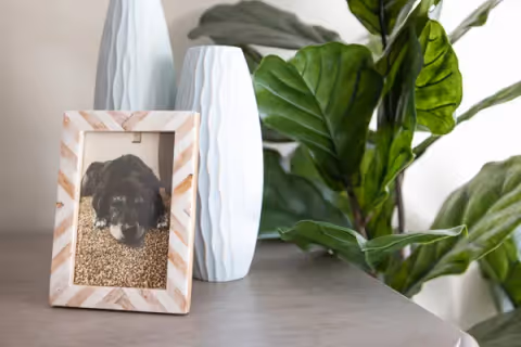 A close-up of a wooden surface with a framed photo of a black dog lying on carpet, two white textured vases, and a large green leafy plant in the background.