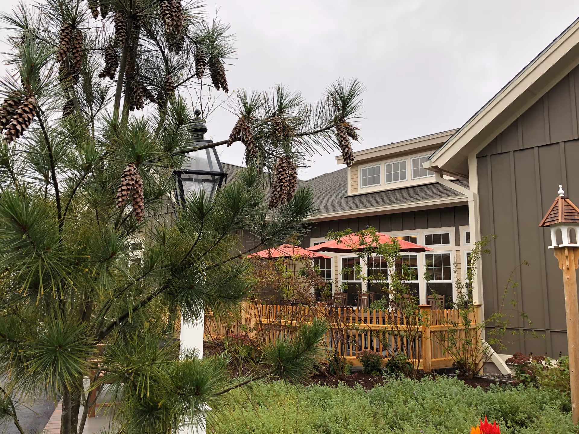 Exterior view of a senior living facility showing a pine tree in the foreground and a patio with red umbrellas and building facade behind it.