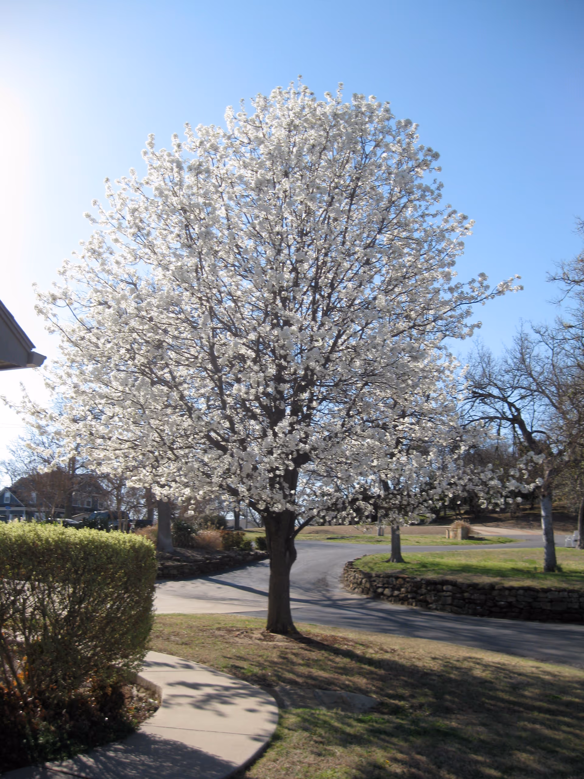 A white-blossomed tree on the lawn beside a curved driveway under a clear blue sky.