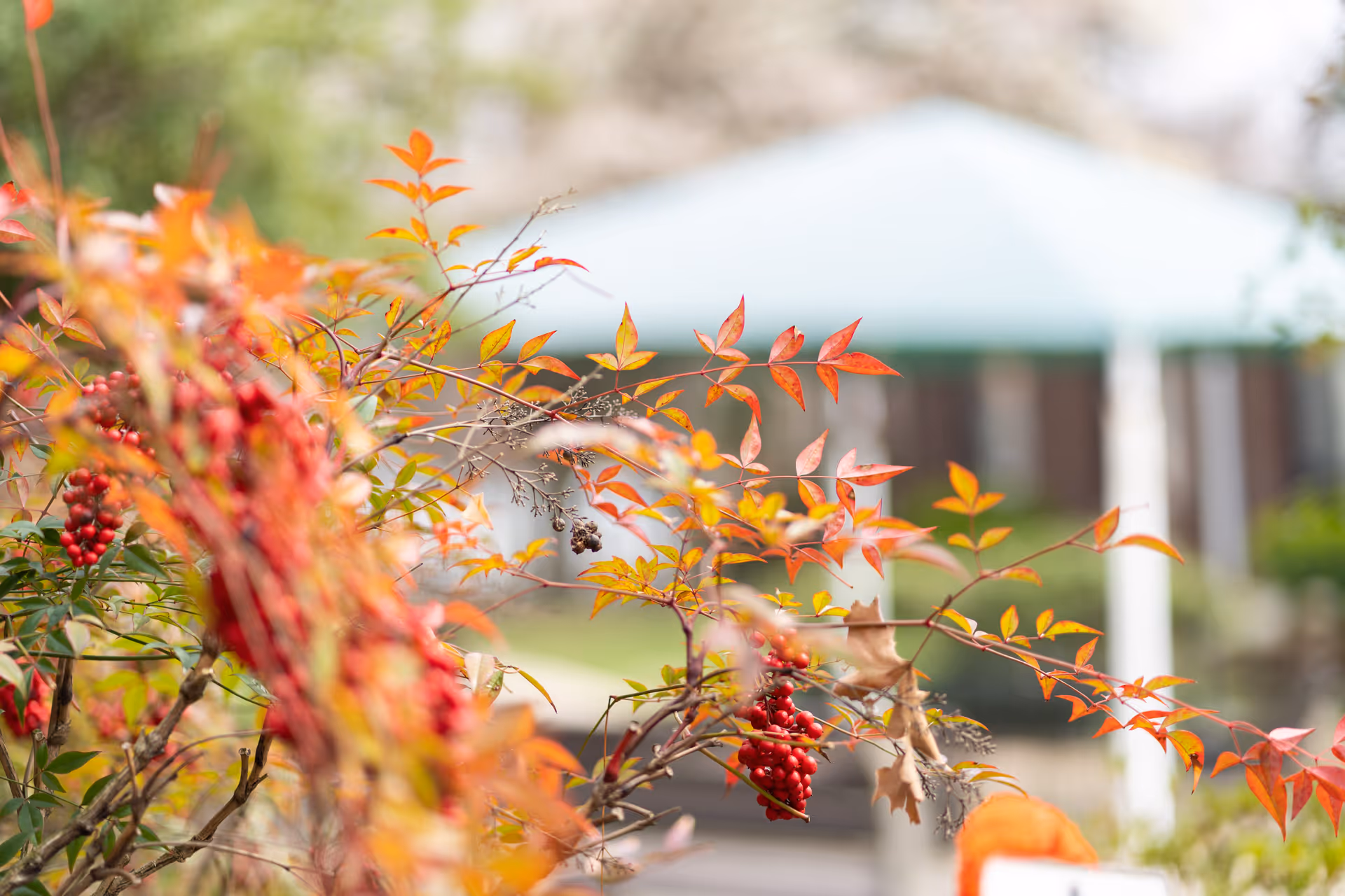 Close-up of a plant with red berries and orange leaves in the foreground, with a blurred gazebo and greenery in the background.