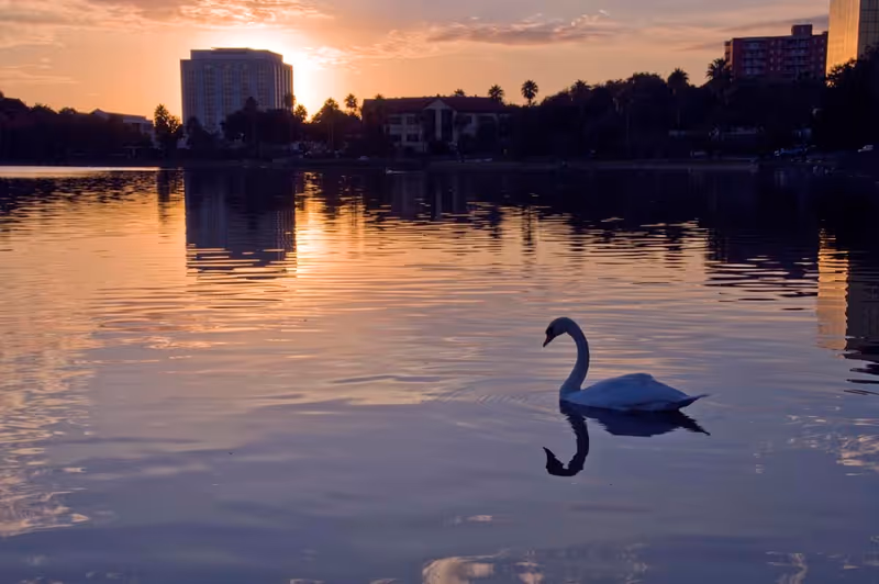 A serene lake at sunset with a swan gliding on the water. The sun is setting behind buildings and palm trees in the background, casting a warm glow and reflections on the water surface.
