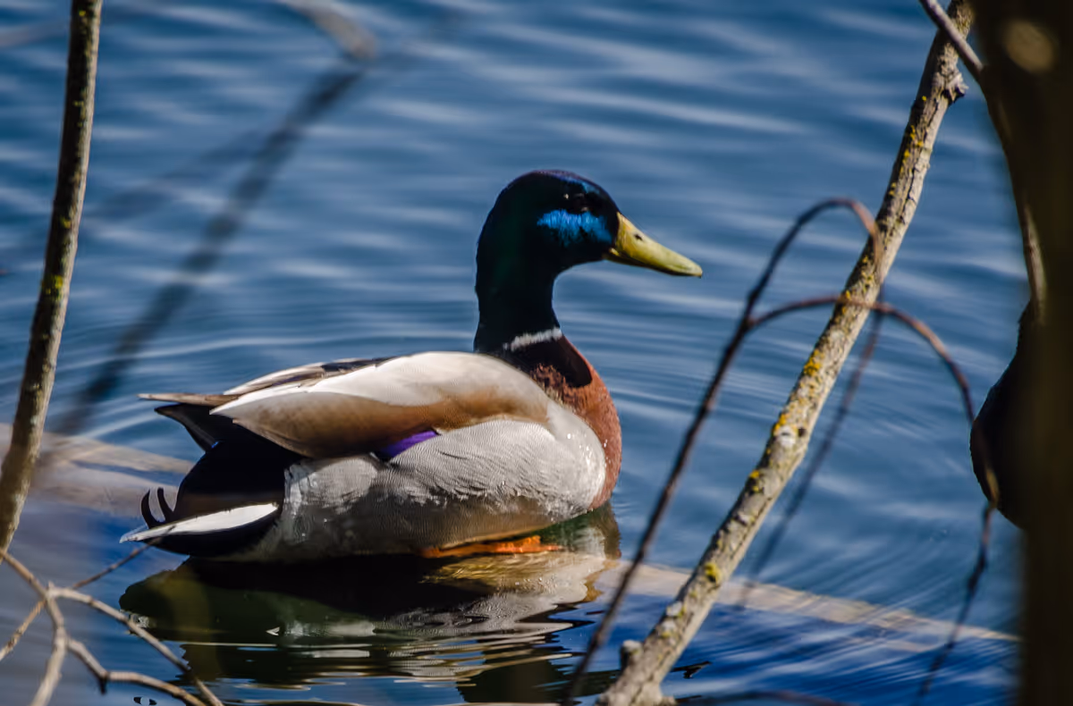 A mallard duck floating on calm water surrounded by tree branches.