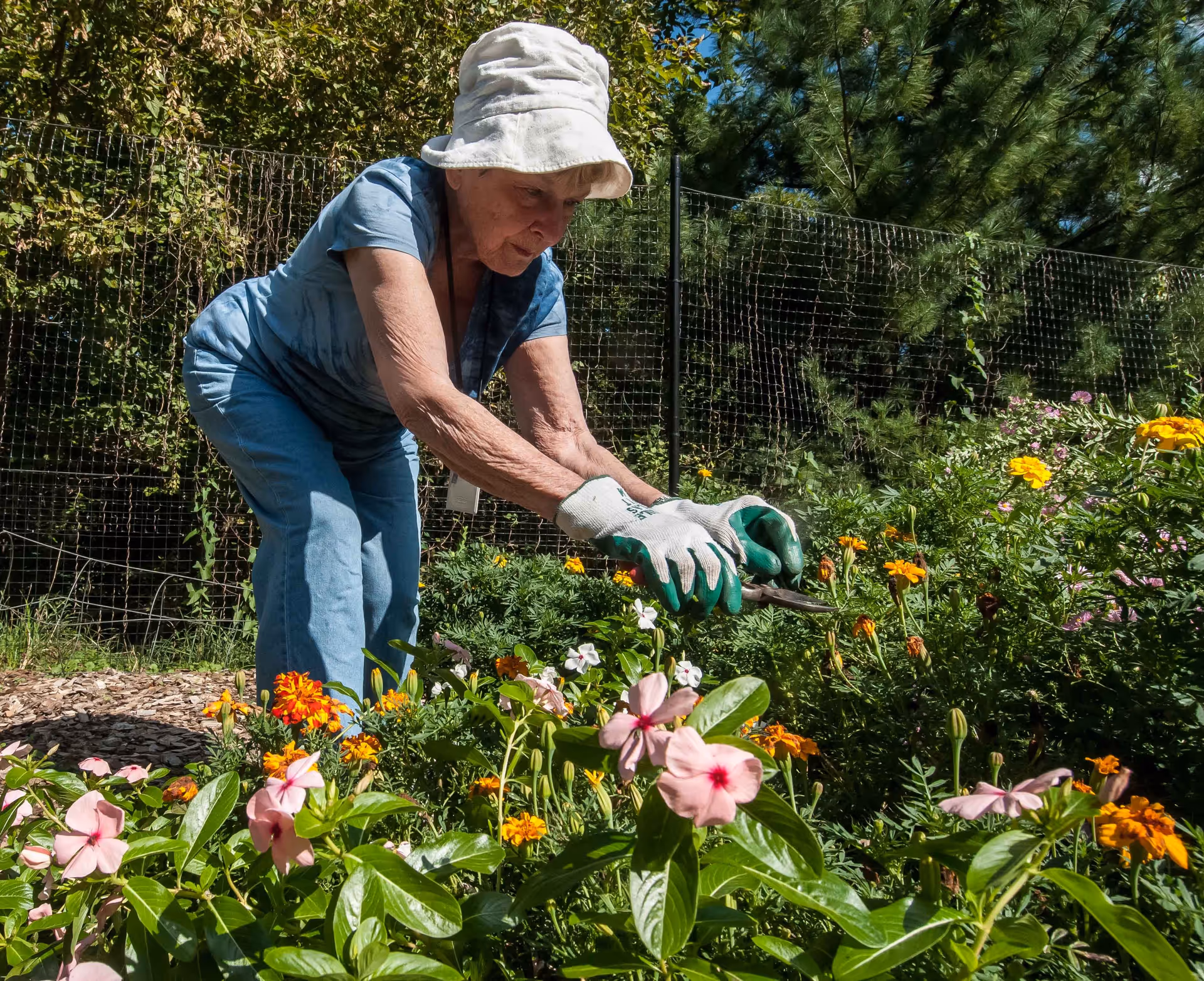 An elderly woman wearing a white hat, blue shirt, and blue pants is gardening outdoors. She is using pruning shears to trim flowers in a vibrant garden filled with various colorful flowers and greenery. A wire fence and trees are visible in the background under a clear blue sky.