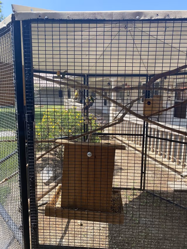 Outdoor aviary enclosure with several small birds perched on branches inside. The enclosure is made of black wire mesh with a wooden birdhouse and feeder inside. In the background, there is a building and some greenery under a clear blue sky.