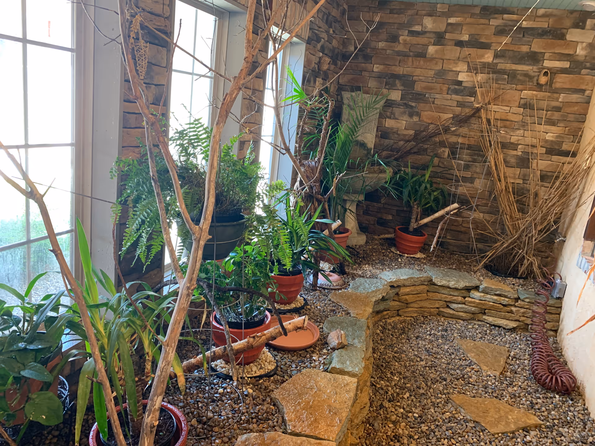 Indoor garden area with various potted green plants and ferns placed on a bed of small pebbles. The space is enclosed by large windows on one side and a stone brick wall on the other. There are dry branches and a small stone border creating a natural, decorative setting.