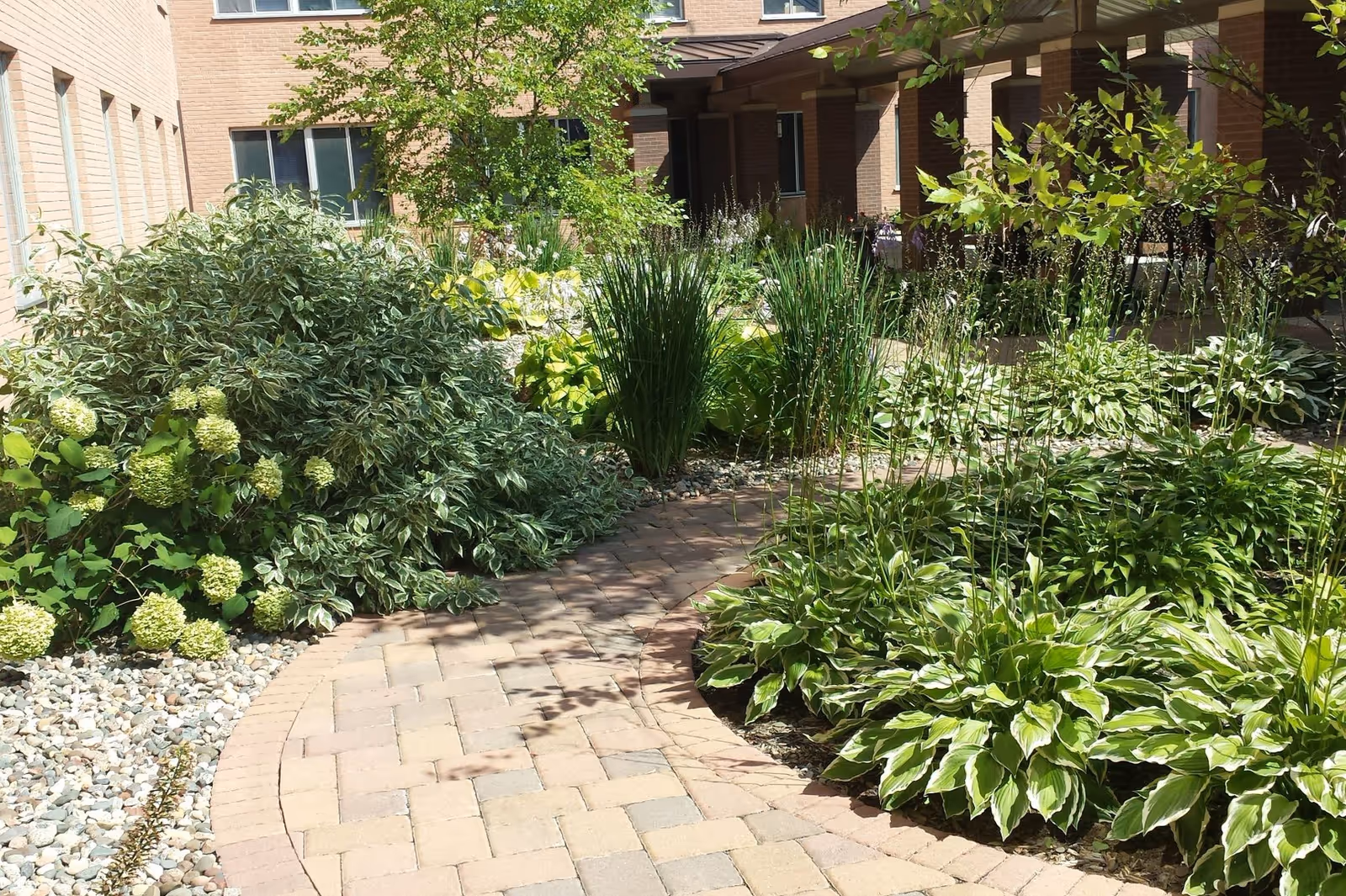 A sunny outdoor garden area with a curved brick pathway surrounded by various green plants and shrubs, adjacent to a brick building with windows.