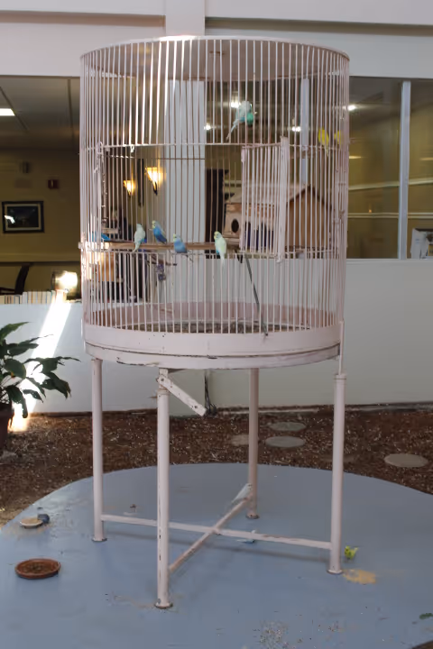 A large round birdcage on a stand containing several small colorful birds, placed indoors near a window with a plant nearby and some indoor lighting visible in the background.