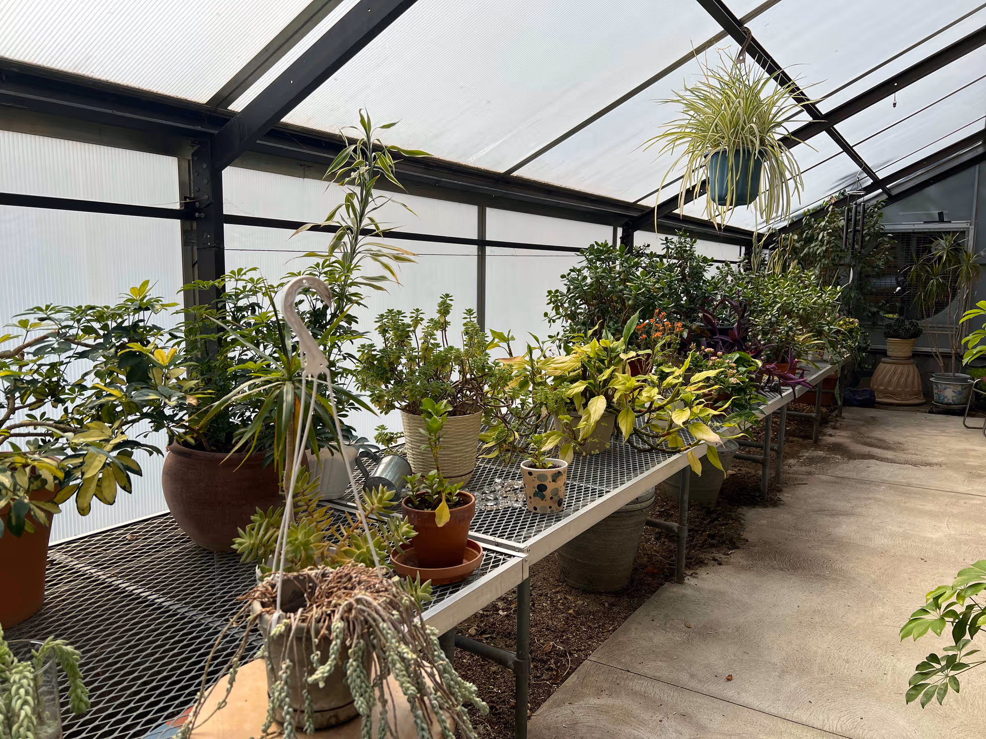 Interior view of a greenhouse with various potted plants arranged on metal mesh tables. The greenhouse has a translucent roof allowing natural light to filter in, and there are hanging plants as well as plants in pots on the floor.