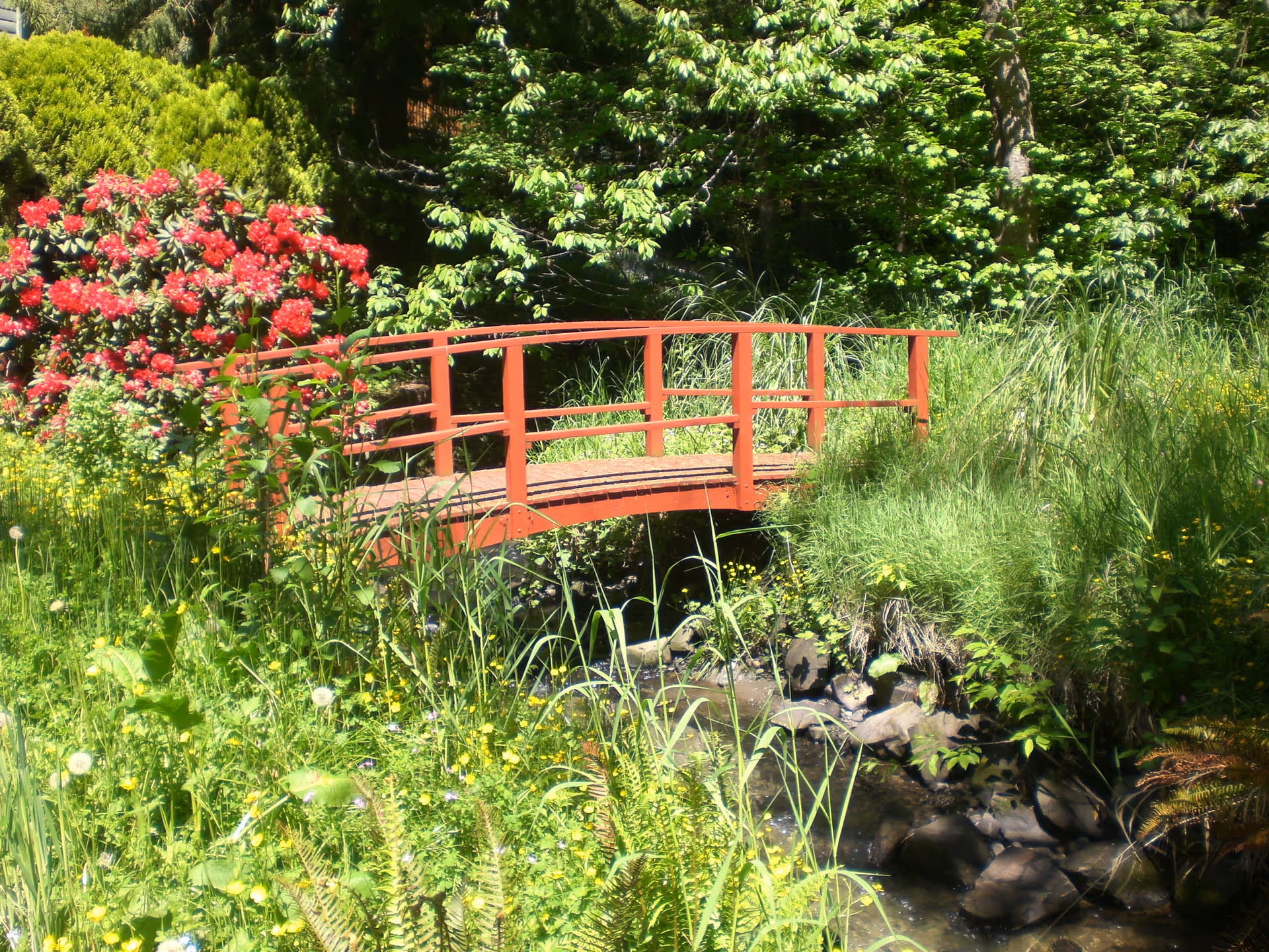 A small red wooden bridge over a rocky stream surrounded by lush green grass, plants, and trees with bright red flowers on the left side.