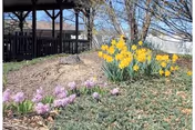 A garden bed with yellow daffodils and pinkish-purple flowers beside a wooden gazebo and leafless trees.