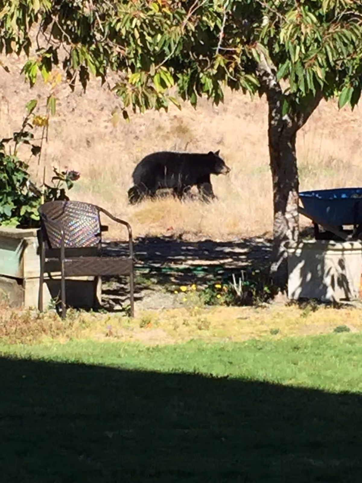 A black bear walking on dry grass near a tree in an outdoor garden area with a metal chair and a wheelbarrow nearby.