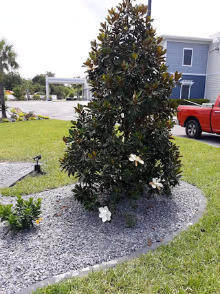 Landscaped outdoor area with a flowering magnolia tree in a gravel bed, lawn, a red pickup truck, and a blue building in the background.