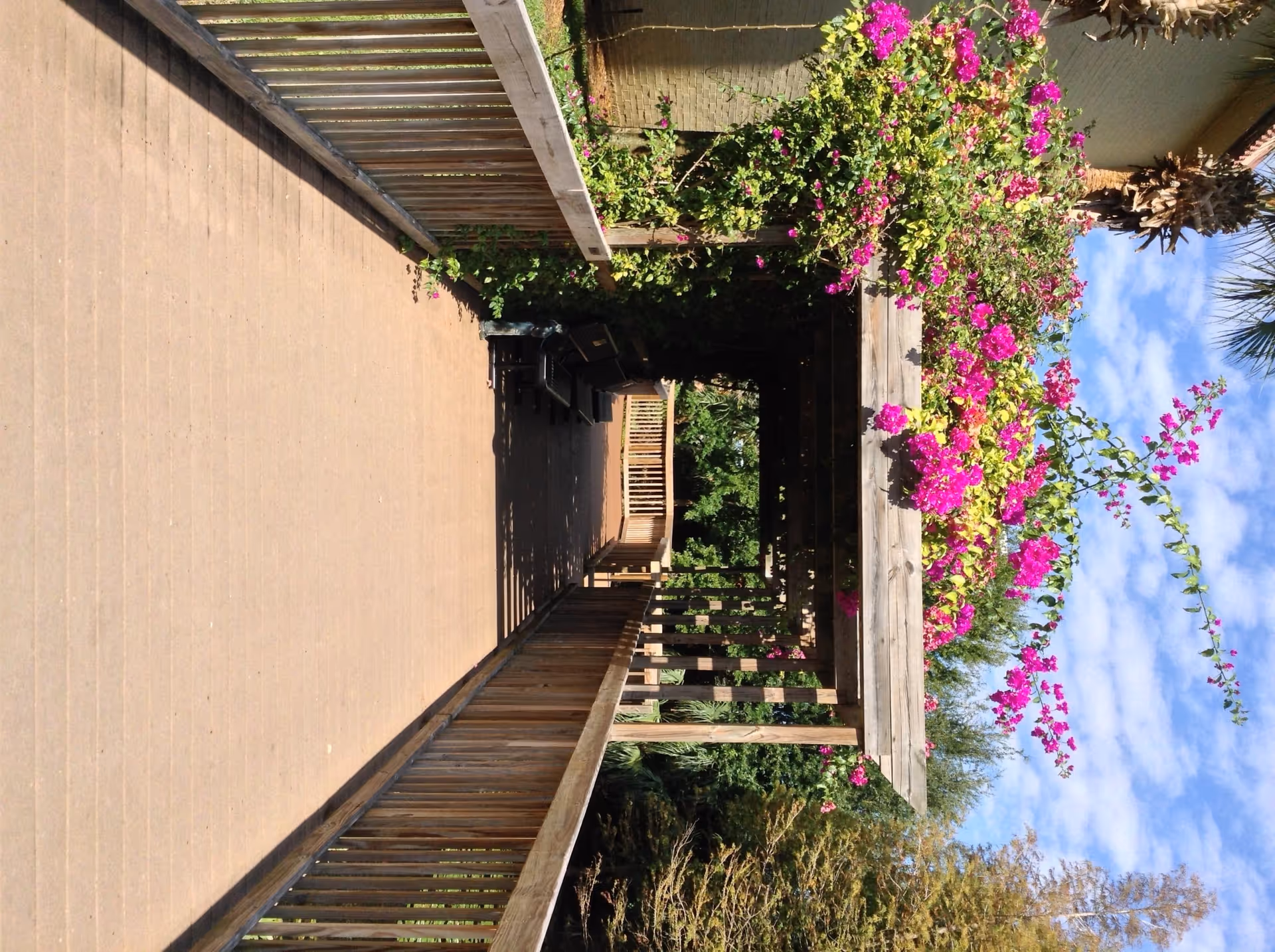 A wooden boardwalk with a pergola draped in pink bougainvillea leading through a garden beneath a blue sky.