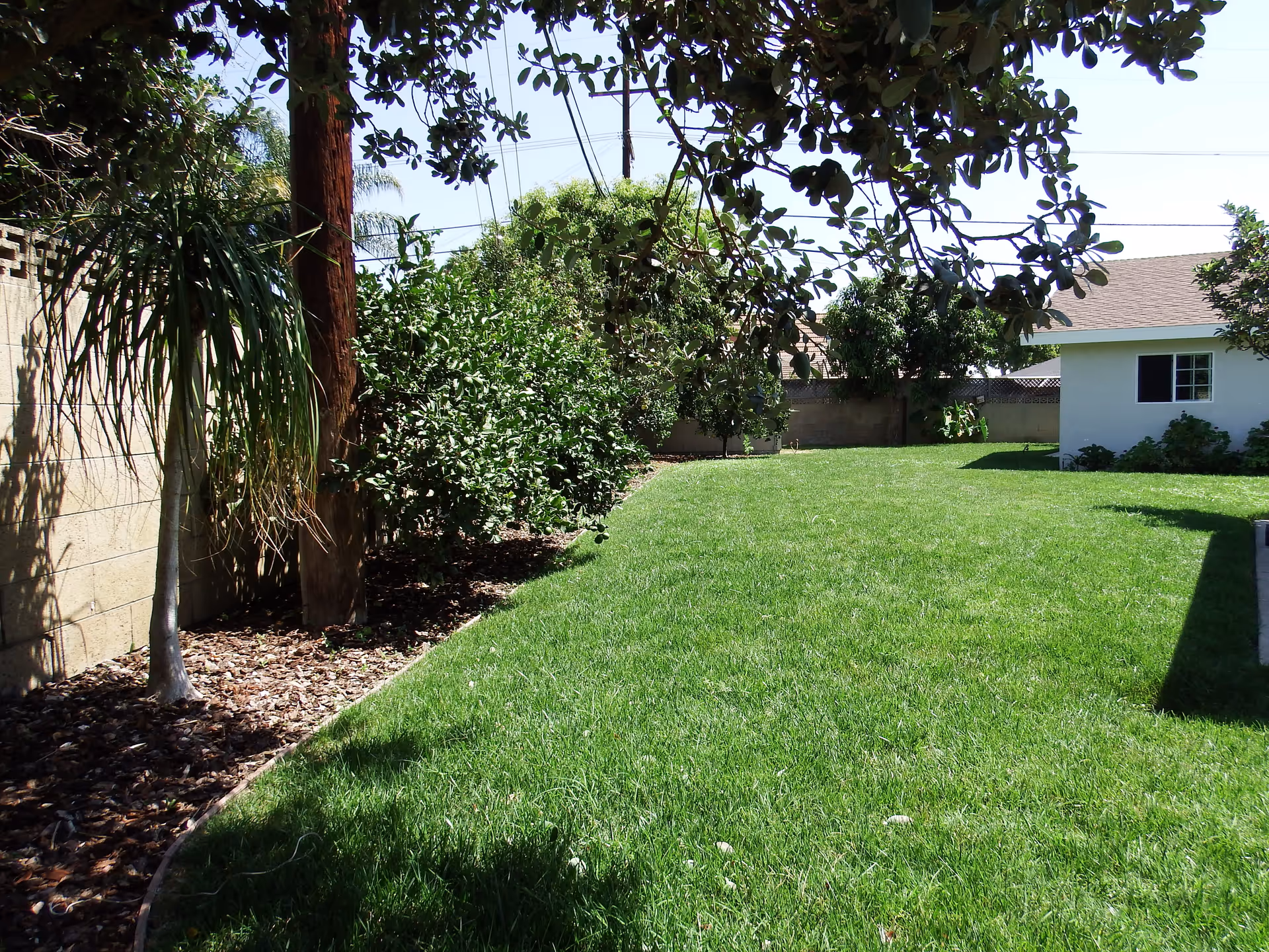 A sunny outdoor garden area with green grass, trees, and bushes along a concrete block wall. A small white building with a window is visible on the right side.