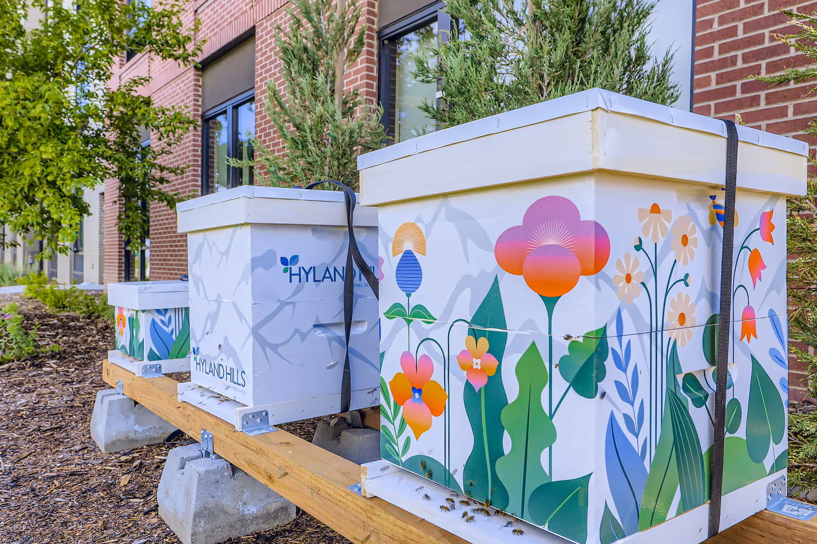 Three white beehives with colorful floral designs and the Hyland Hills logo, placed on a wooden platform outside next to a brick building with windows and surrounded by greenery.