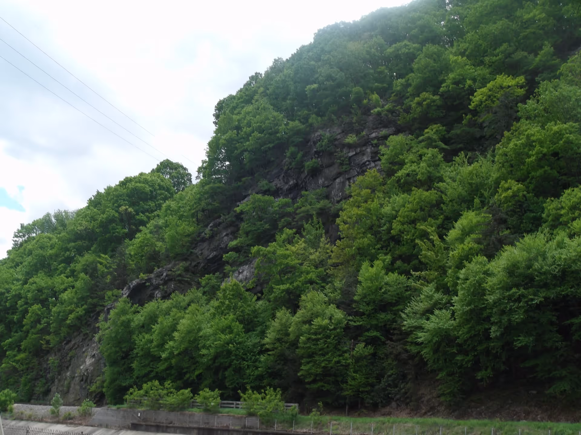 Steep forested rock hillside covered in dense green trees with a concrete guardrail and roadway at the base.