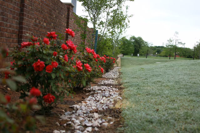 A garden area with a row of red rose bushes planted along a brick wall. There is a narrow strip of white rocks bordering the flower bed, and a grassy lawn extends to the right with trees in the background under a cloudy sky.