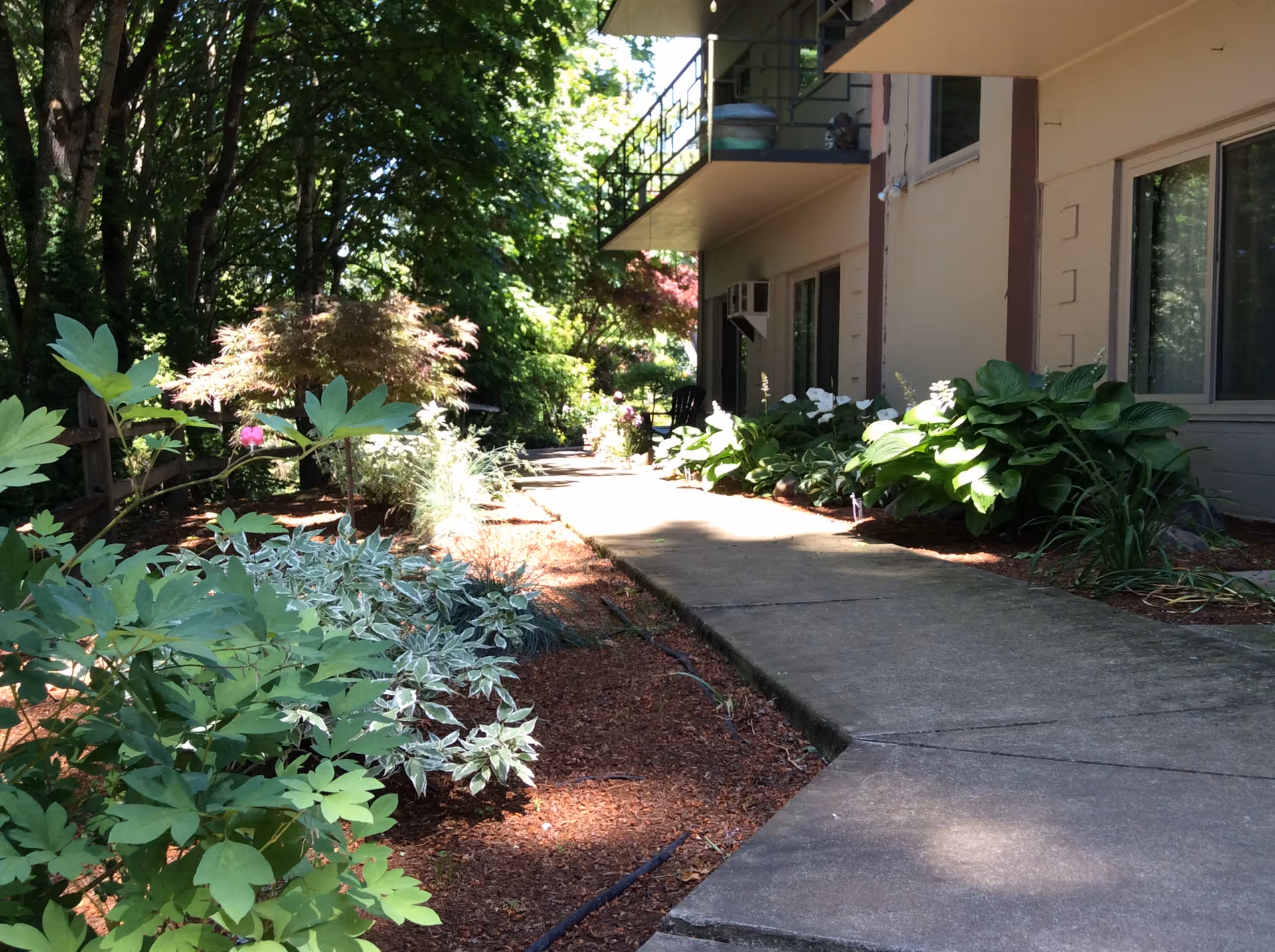 A sunlit outdoor walkway beside a building with large windows and a balcony. The path is bordered by lush green plants and trees, creating a serene garden-like atmosphere.