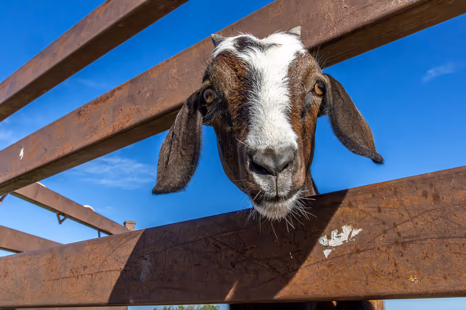A goat pokes its head through rusted wooden fence slats against a bright blue sky.