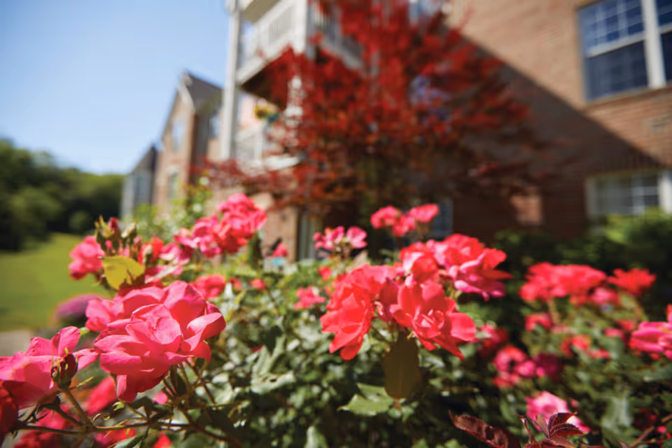 Close-up view of vibrant pink flowers in bloom with a brick building and green lawn in the background under a clear blue sky.