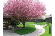 Sunlit courtyard featuring a pink-flowering tree, a curved concrete walkway, benches, a small gazebo, and surrounding single-story buildings.