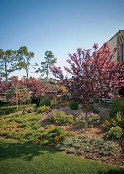 Well-maintained landscaped garden with flowering shrubs and small trees beside a building under a clear blue sky.