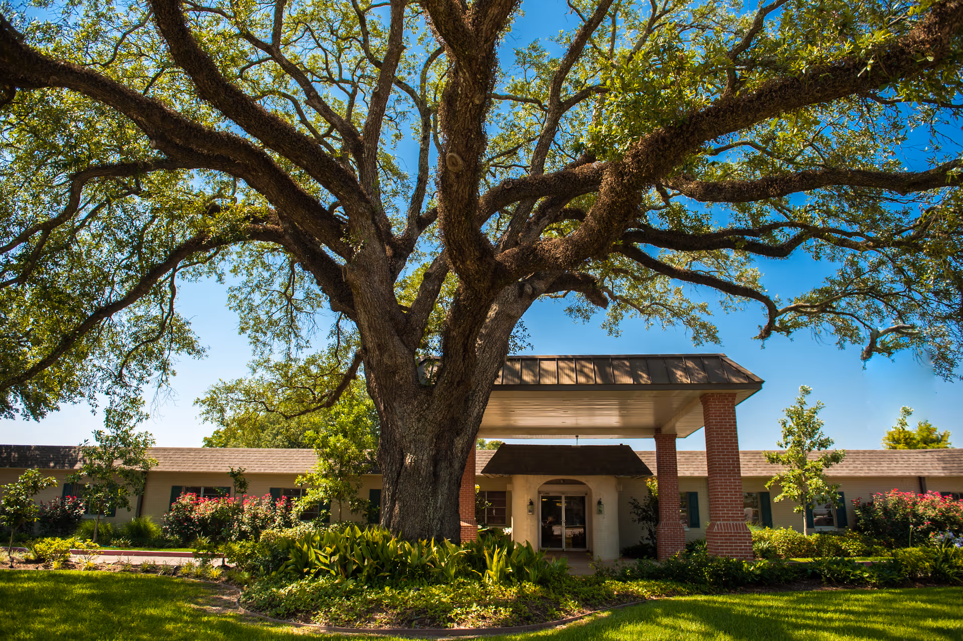 Large tree with sprawling branches in front of a single-story building with a covered entrance supported by brick columns, surrounded by green grass, bushes, and flowering plants under a clear blue sky.