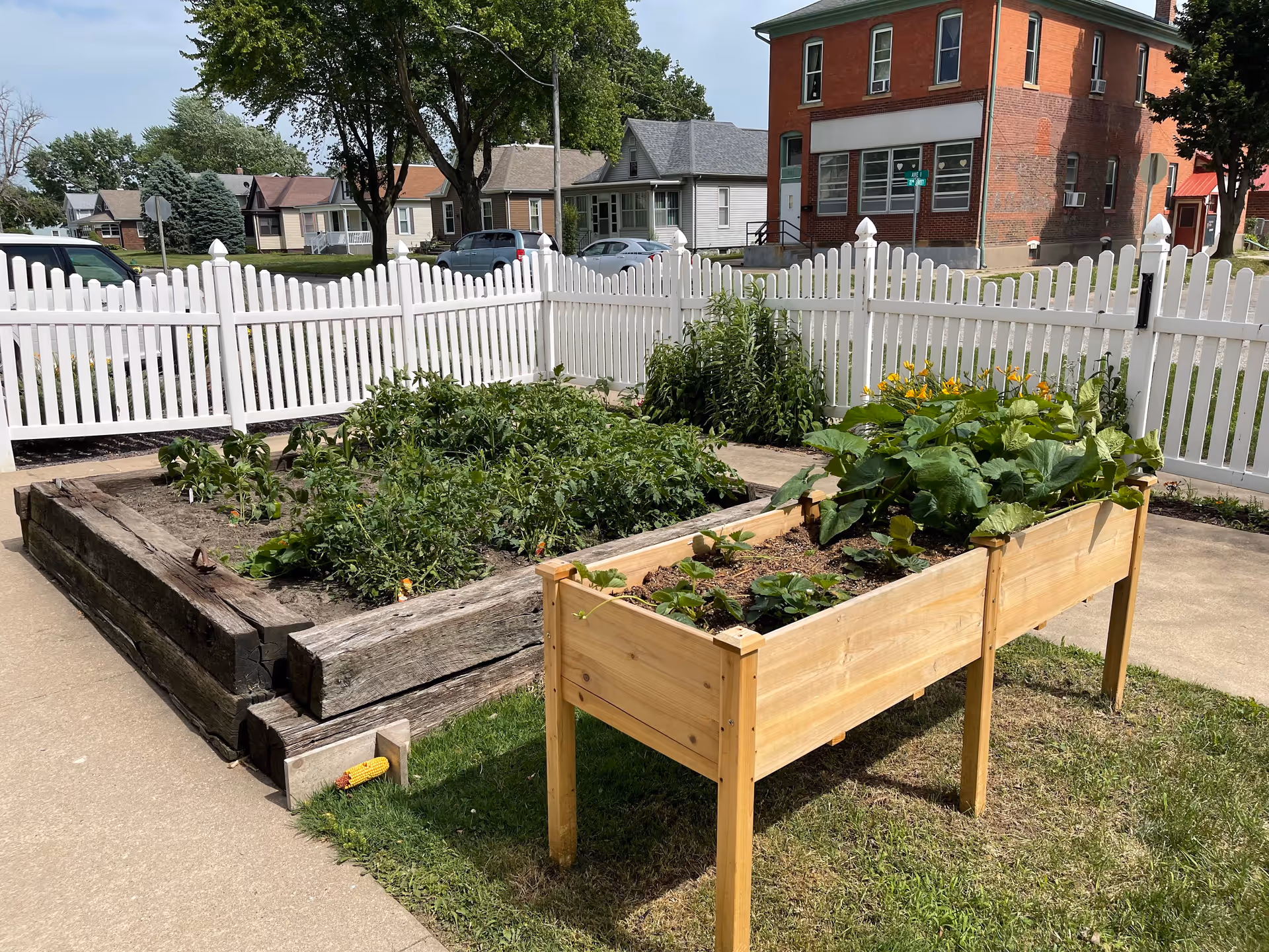 Two raised garden beds with various green plants growing in them, surrounded by a white picket fence. In the background, there are houses, trees, and parked cars on a sunny day.