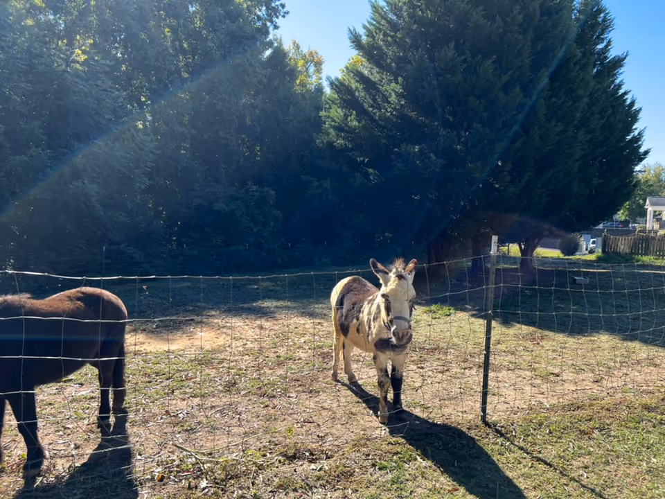 A light-colored donkey and a dark pony stand behind a wire fence in a sunny field with trees in the background.