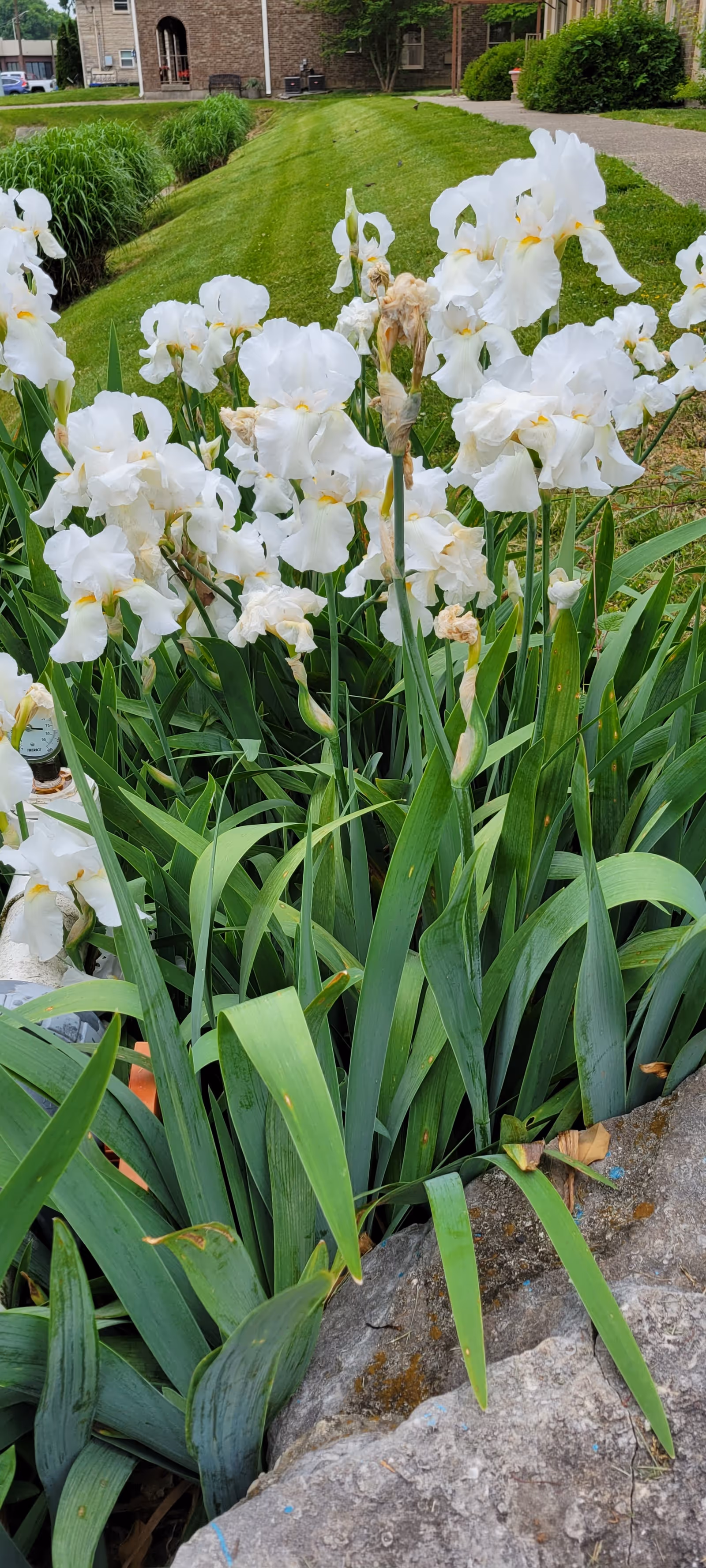 A cluster of white iris flowers with green leaves growing next to a large rock in a landscaped garden area. In the background, there is a well-maintained grassy lawn, a paved walkway, and part of a brick building with windows and a door.