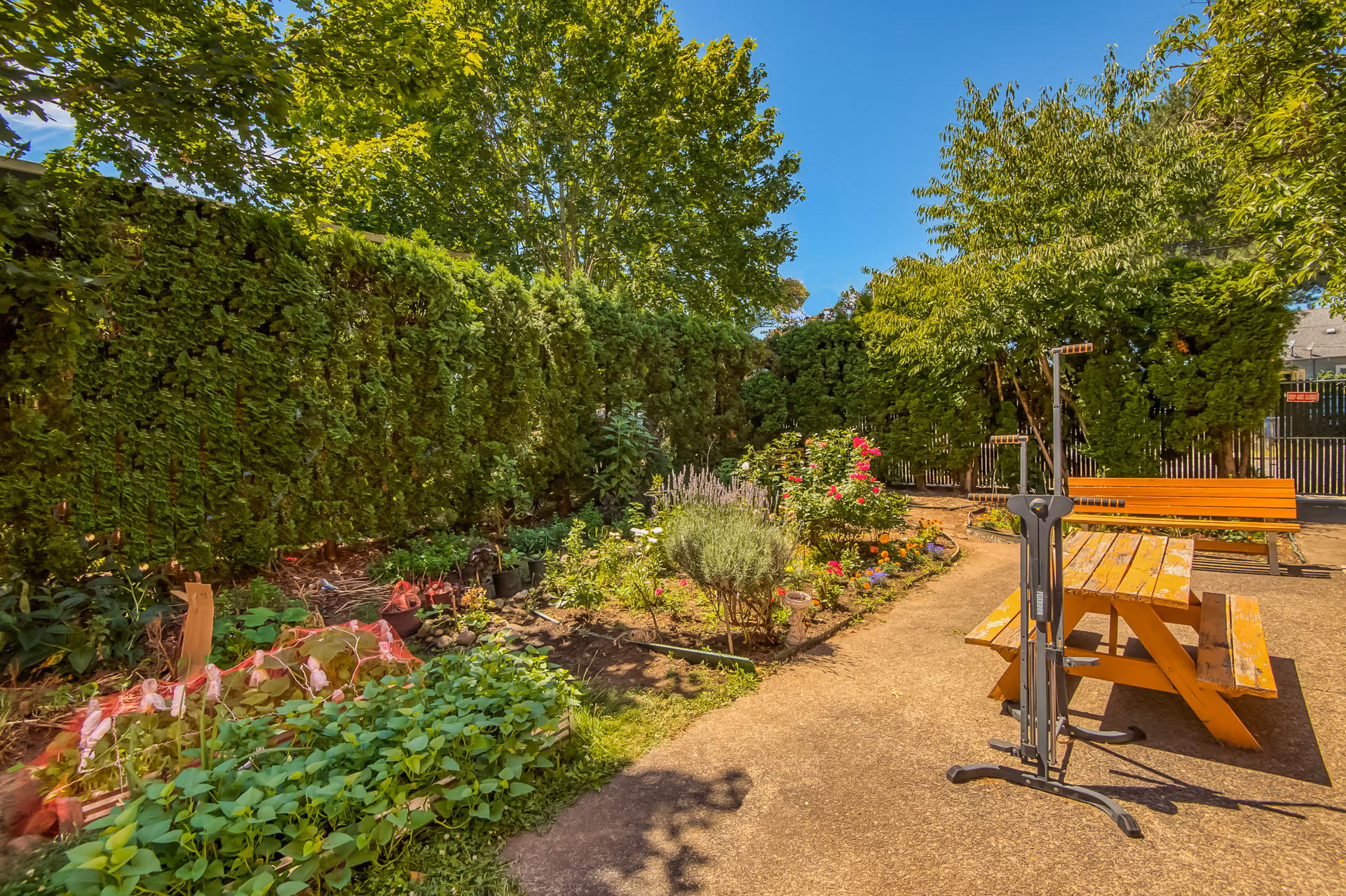 Outdoor garden area with a variety of plants and flowers along a hedge. There is a paved pathway with a wooden picnic table and bench, and an exercise machine nearby. The sky is clear and blue.