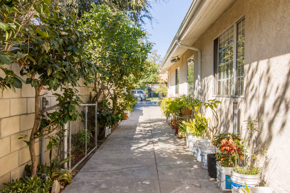 A sunny outdoor walkway beside a building with a beige stucco wall and windows. The walkway is lined with various potted plants in white buckets and pots on the right side, and a chain-link fence with green leafy trees and shrubs on the left side. A car and a gate are visible at the end of the walkway.