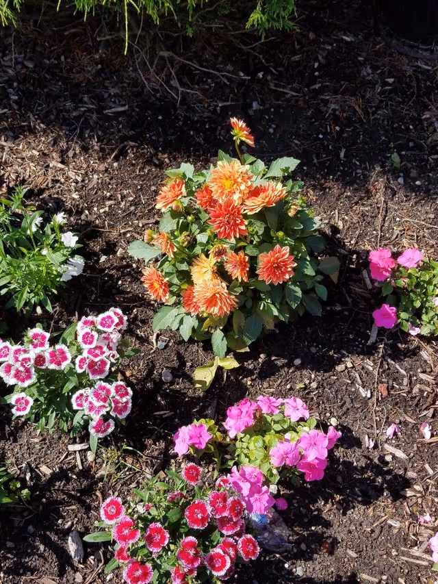 A garden bed with various colorful flowers including orange, pink, and white blossoms planted in soil with some green foliage and a background of darker soil and greenery.