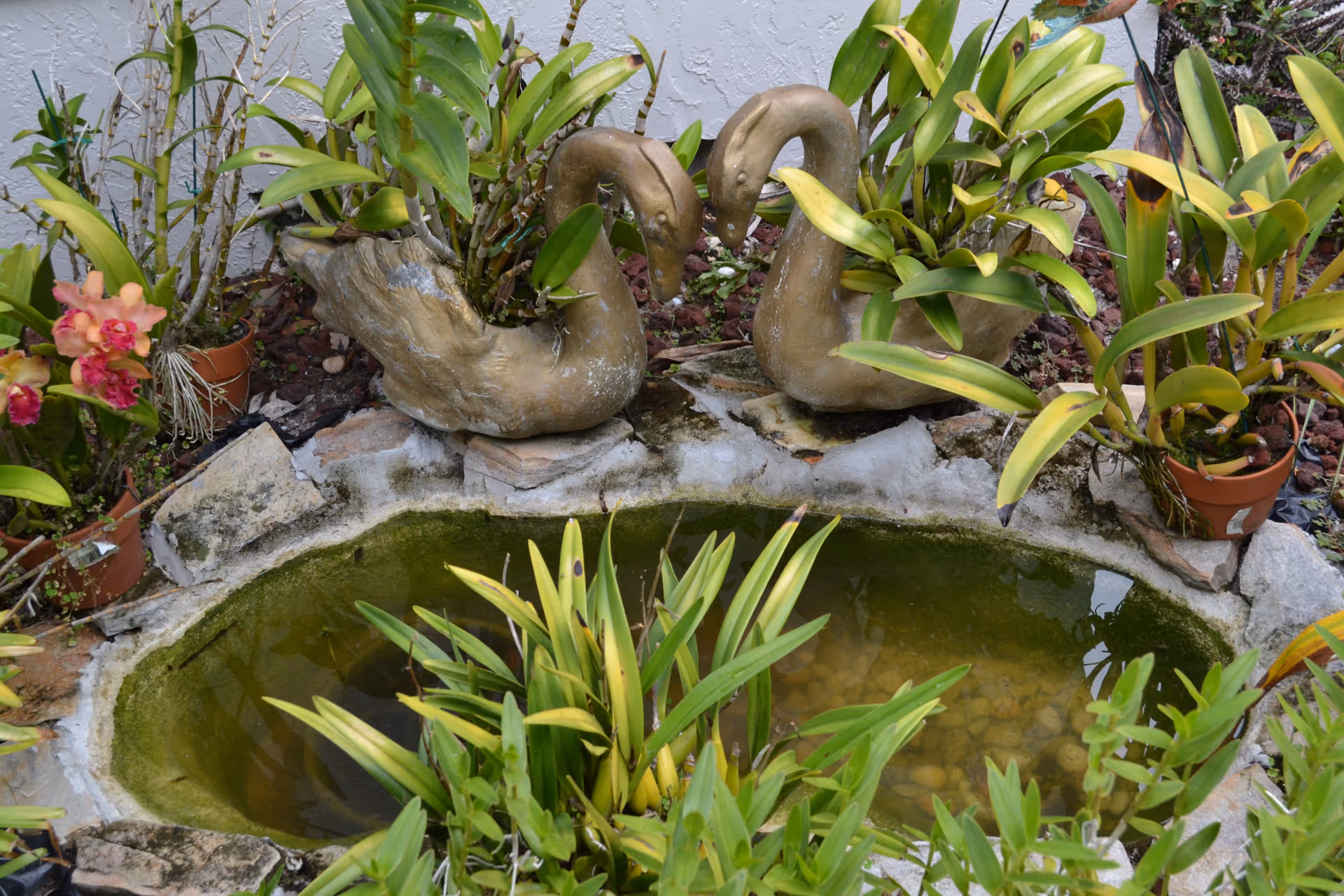 Small outdoor garden pond surrounded by potted plants and two swan-shaped planters.
