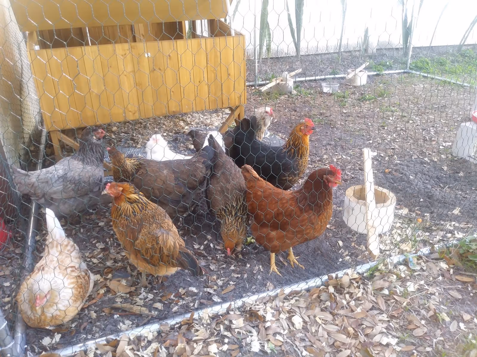 A group of chickens inside a fenced enclosure with a wooden chicken coop in the background. The ground is covered with leaves and dirt, and there is a white feeder inside the enclosure.