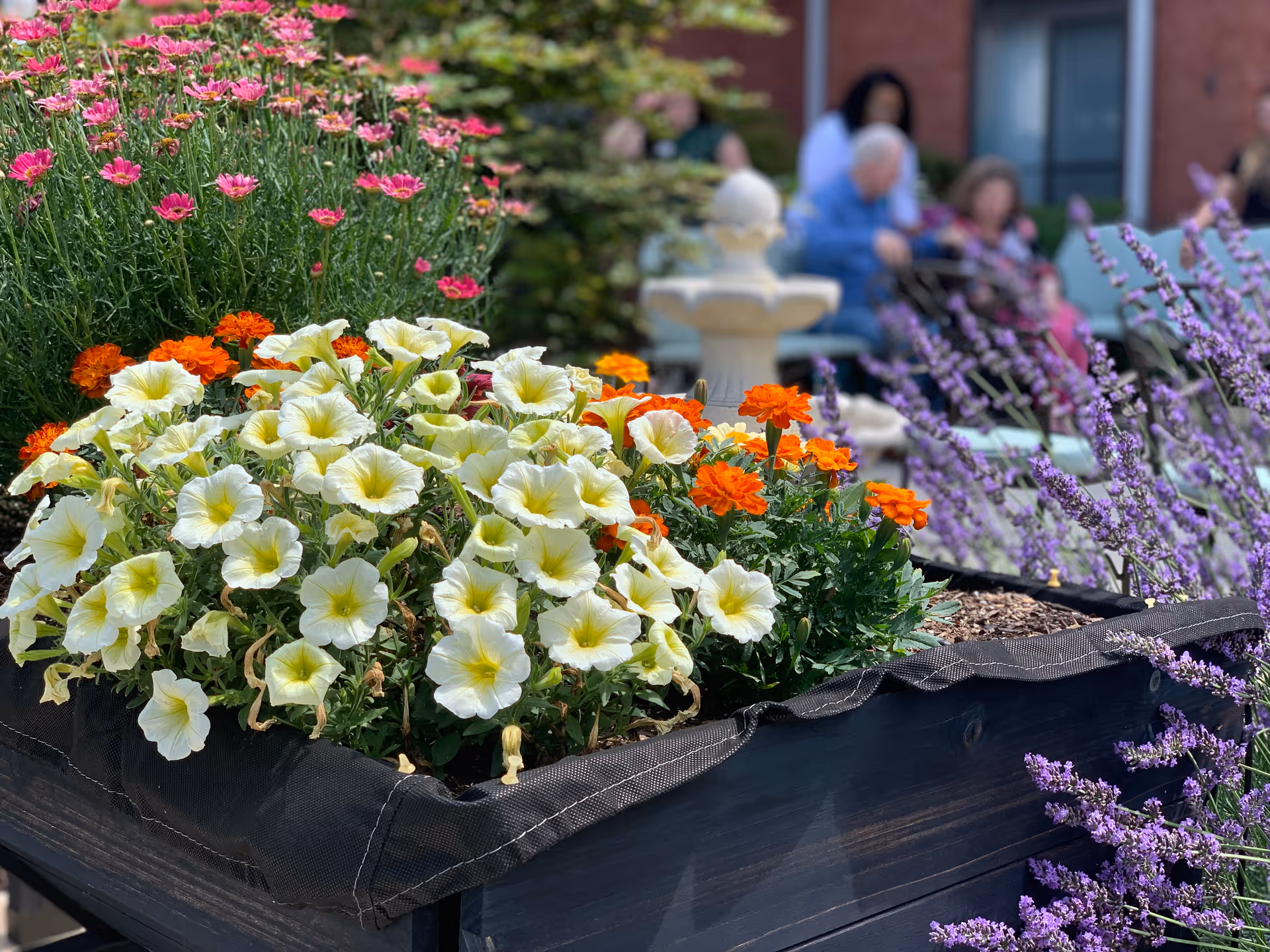 A raised garden bed filled with blooming flowers including white petunias, orange marigolds, pink daisies, and purple lavender. In the background, there is a blurred view of a white garden fountain and people sitting on outdoor chairs near a brick building.