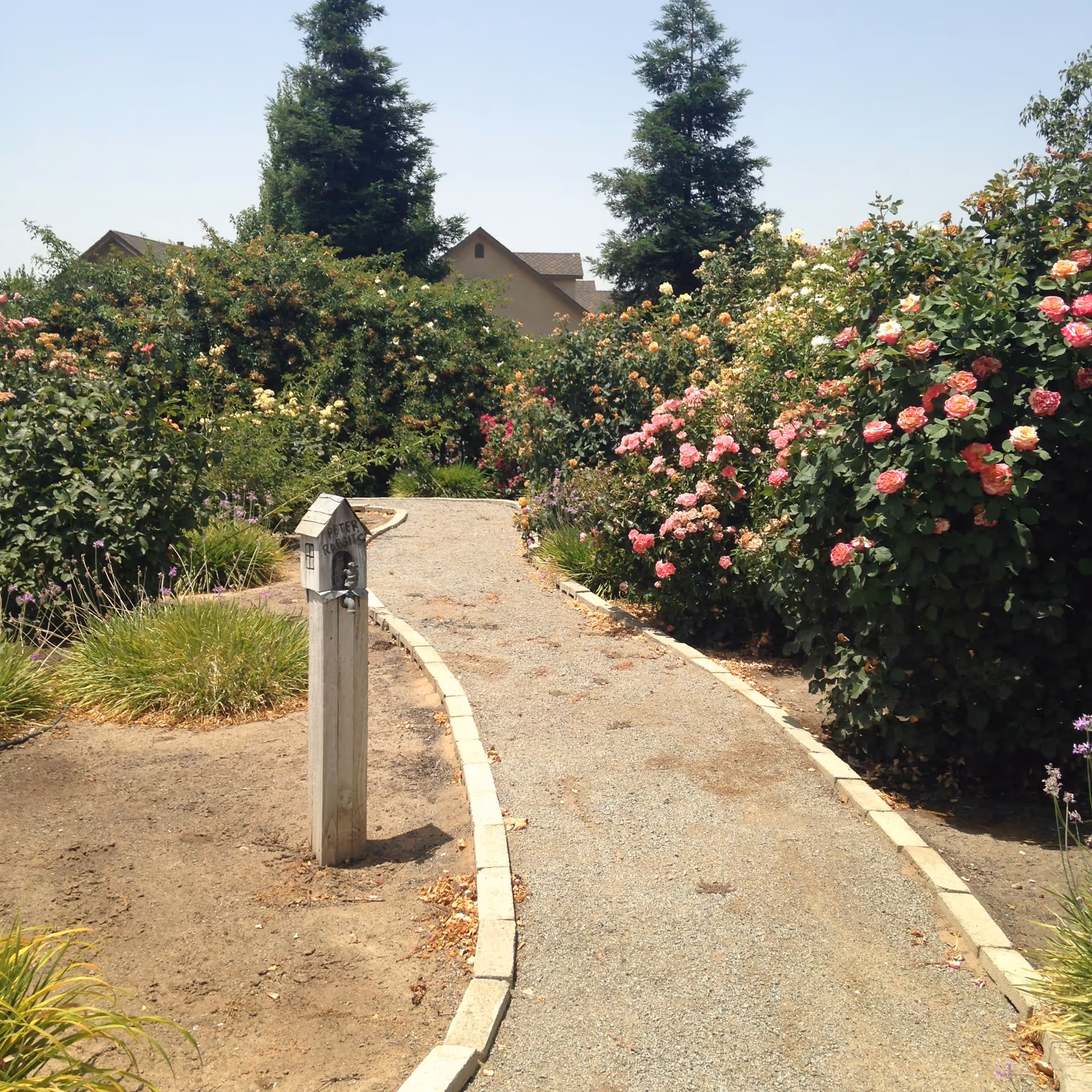 A gravel pathway bordered by light-colored bricks winds through a garden filled with blooming rose bushes in various colors including pink, yellow, and orange. Tall evergreen trees and a house roof are visible in the background. A small wooden post with a decorative birdhouse and a faucet is positioned near the pathway.