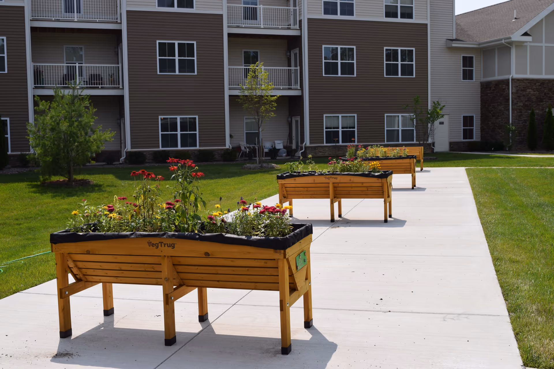 Outdoor area of a senior living facility with three wooden raised garden beds filled with colorful flowers, placed on a concrete pathway. In the background, there is a multi-story residential building with balconies, windows, and some small trees and grass surrounding the pathway.