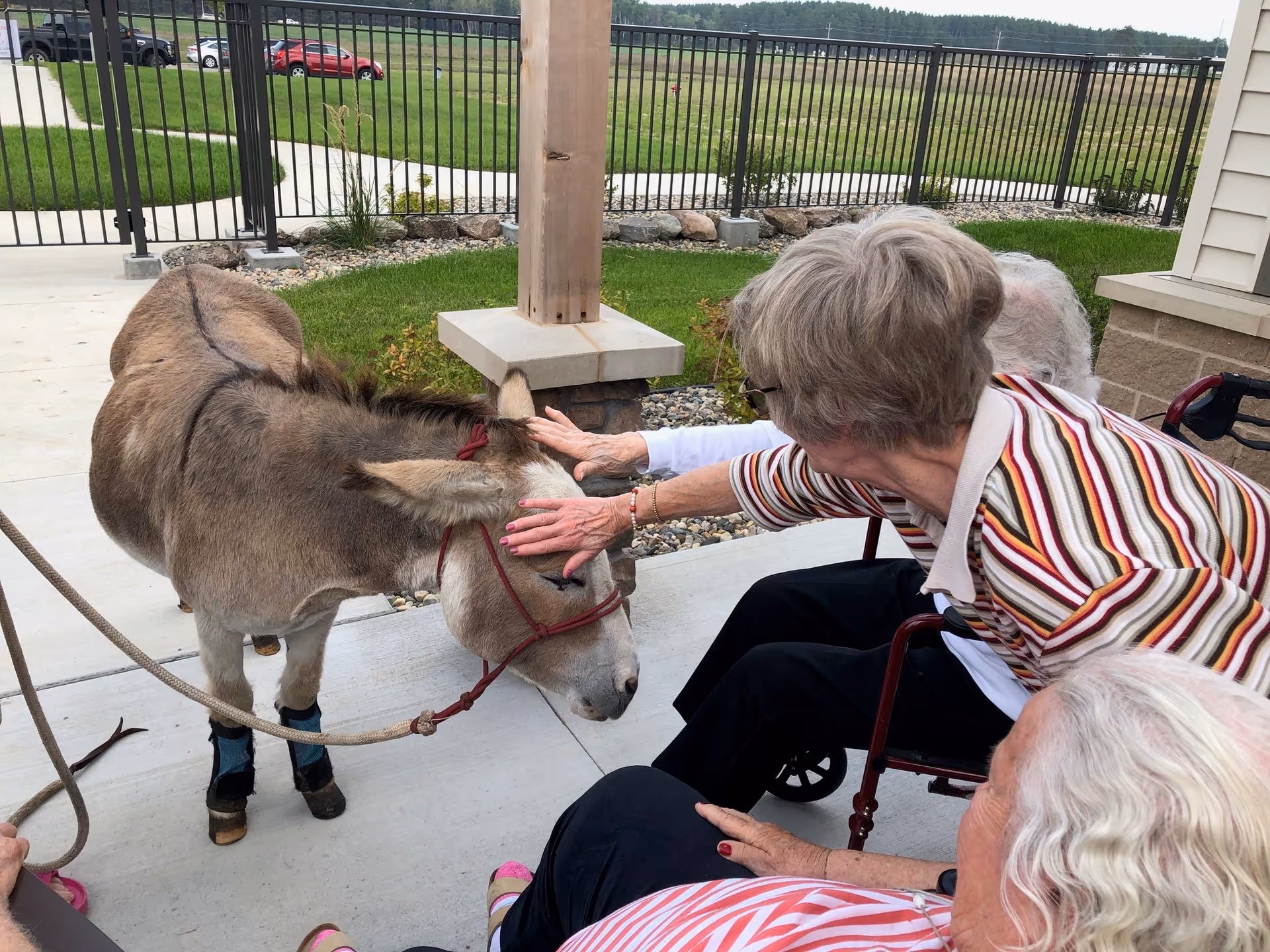 Three elderly women sitting outside on a patio petting a small donkey wearing protective boots on its hooves. The scene is set near a fenced grassy area with a few parked cars visible in the background.