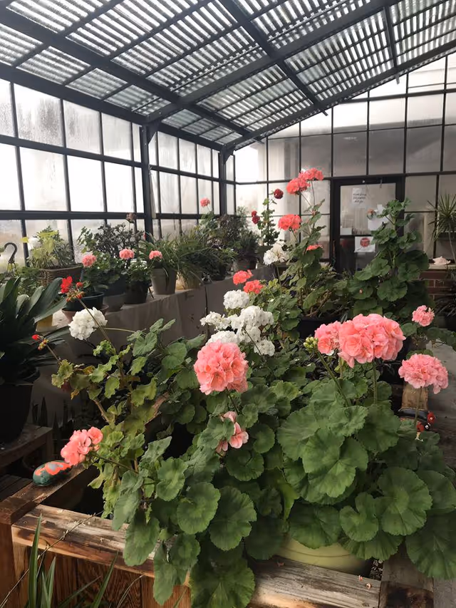 Indoor greenhouse with a variety of potted plants and flowers, including pink and white geraniums, under a glass roof with metal framing.