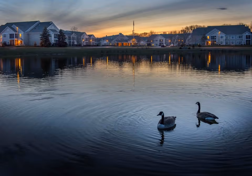 Two geese swim on a pond at dusk with residential buildings and their lights reflected on the water.
