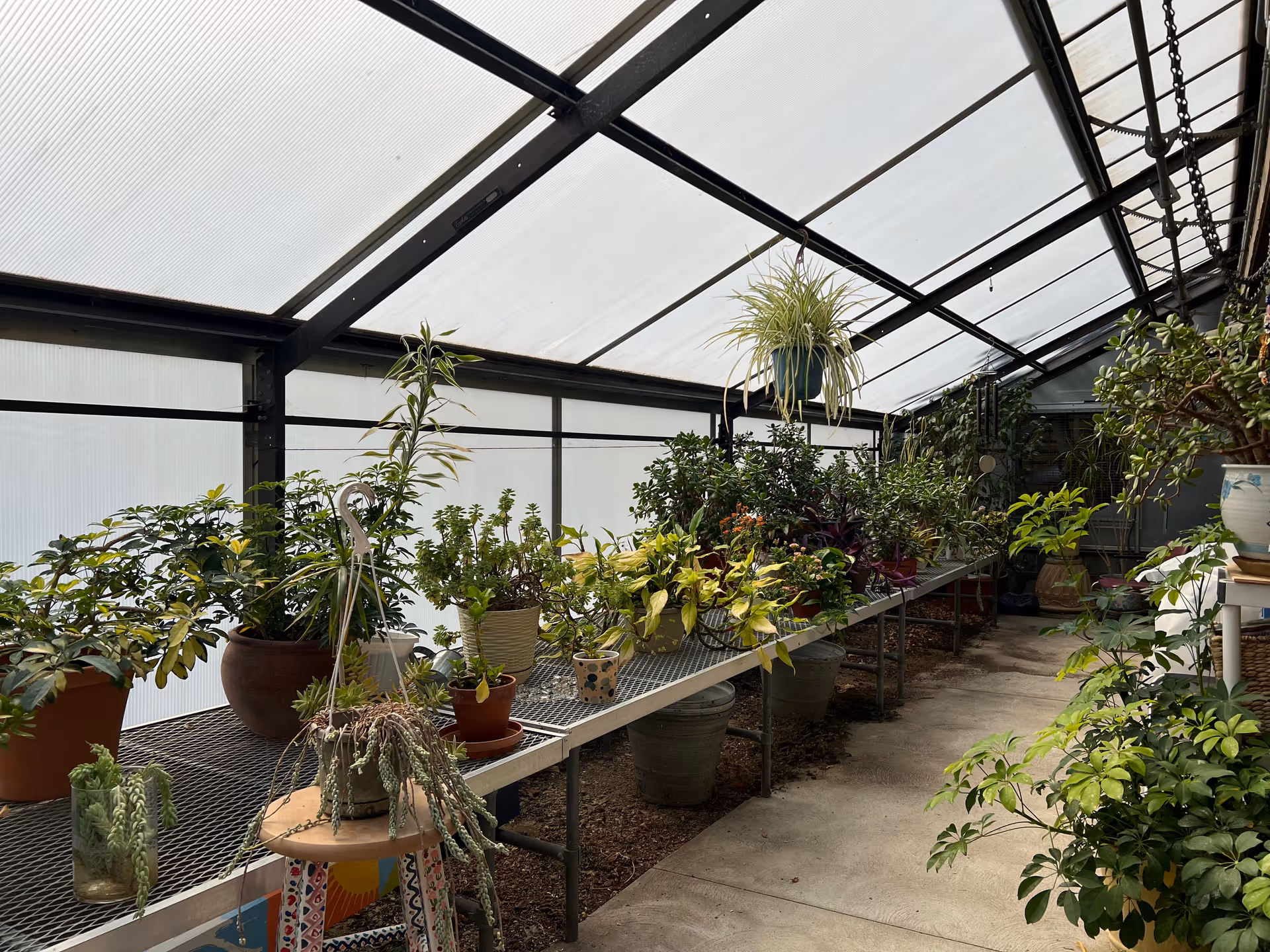 Sunlit greenhouse-style interior with rows of potted plants on metal benches under a translucent roof.