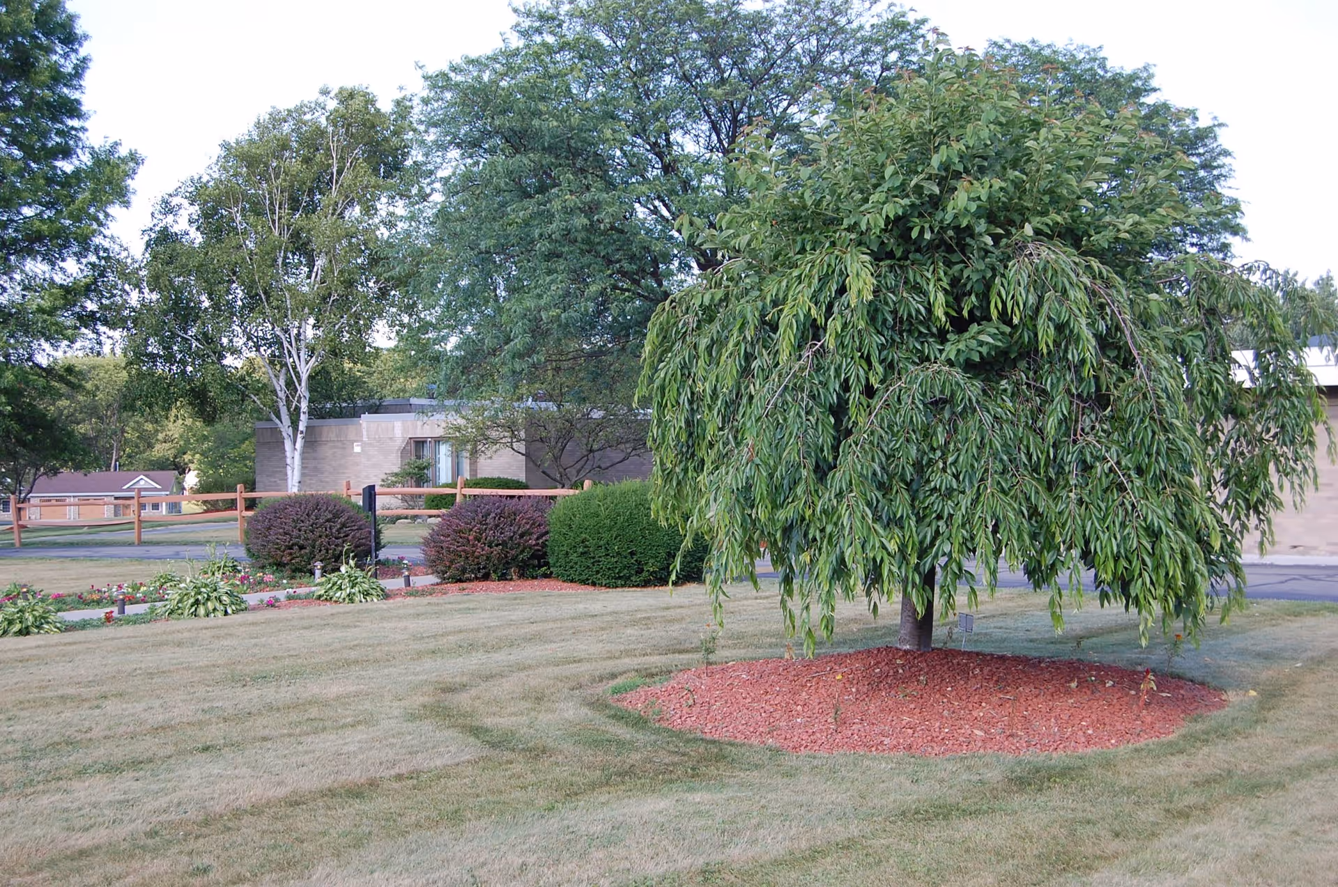 A landscaped outdoor area with a small tree surrounded by red mulch in the foreground, trimmed bushes, a wooden fence, and a building partially visible in the background under a clear sky.