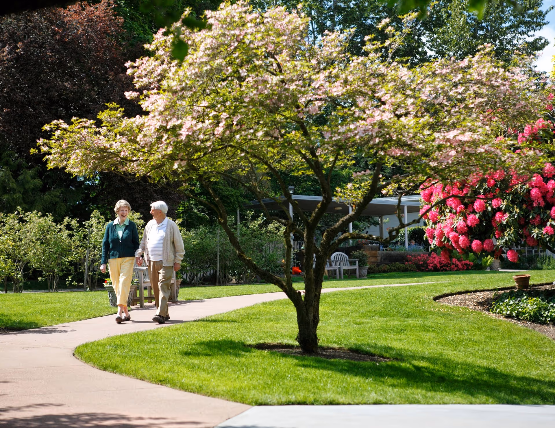 Two people walking along a curved paved path in a sunny landscaped garden with a flowering tree and pink rhododendrons.