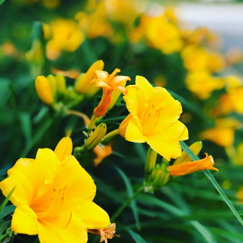 Close-up of bright yellow daylily flowers and buds with green foliage in the background.