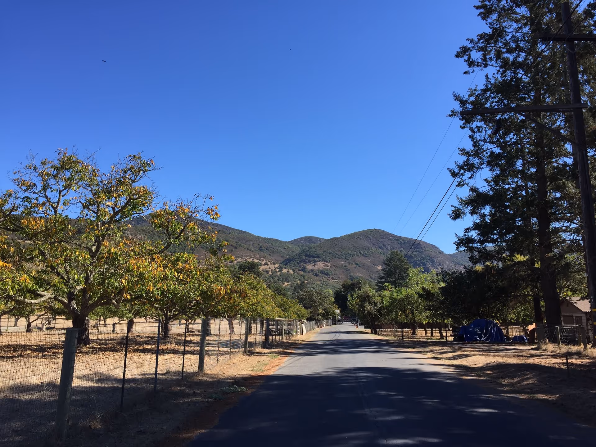 A rural road lined with trees and fences on both sides, leading towards hills under a clear blue sky.