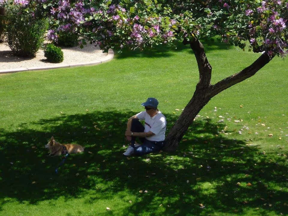 A person sitting under a tree in a green park, with a small dog lying nearby, surrounded by blooming flowers and grass.