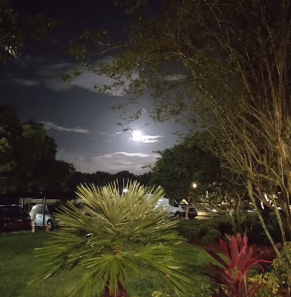 Nighttime outdoor scene with a bright moon shining through scattered clouds, surrounded by trees and plants including a palm-like shrub and red-leaved plants. Parked cars and a white van are visible in the background under dim lighting.